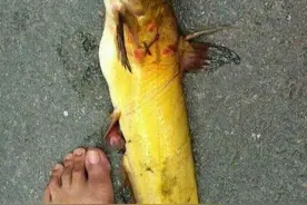 转基因“多肉”黄辣丁不敢吃？专家说只是相当于促进它变异而已图片