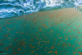 澳洲龙虾，跌落神坛！兔子泛滥成灾后，该轮到龙虾泛滥了！图片