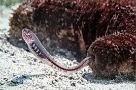 住在海参的体内就算了，这种小鱼居然还拿海参的内脏当零食图片