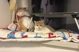 猫咪被关家中68天！一心等主人回家，可等到的却是句让猫失望的话图片