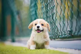 养柯基到底有多欢乐？看完这篇你就知道啦图片