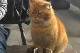 吃烧烤时旁边蹲了只猫，一直赖着不肯走：终于知道你为啥胖了图片