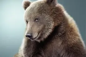 10.14版本T1英雄，狗熊解析图片