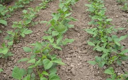红小豆根腐病造成缺苗断垄荚少粒秕，药剂只救急，有效预防是关键