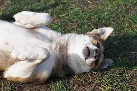 两狗之间，一只在地上不停打滚，竟是在向另一只示弱叫大哥？好怂图片