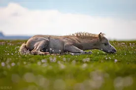 英国高尔半岛的小马驹，晒晒日光浴打打盹儿生活美滋滋图片