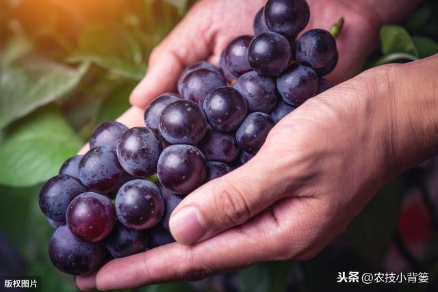 葡萄大小粒，产量品质双降低！7种诱发原因、8种防治方法记心底