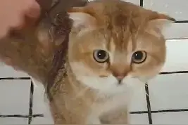 这猫洗澡时淡定的惊人图片