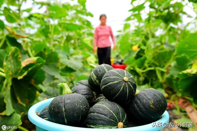 一篇文章告诉你什么是氨基酸（肥）及具体功效、挑选与使用方法