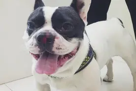 狗狗鼻子缝合，迷迷糊糊的：感觉自己的鼻子更翘了图片