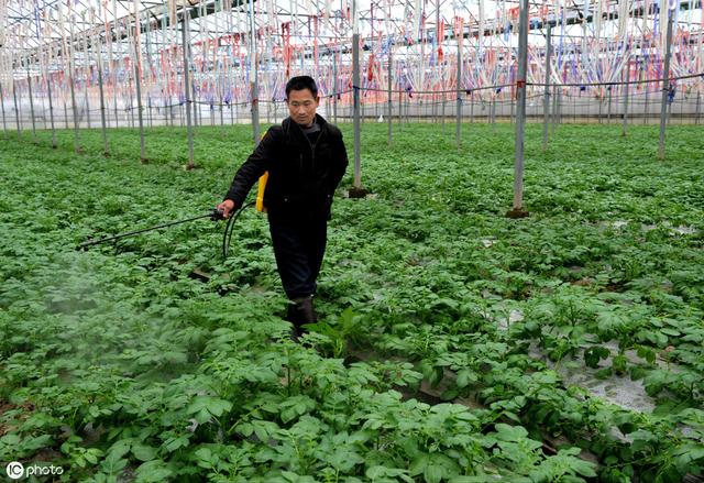 高锰酸钾是一种肥药两用，无毒、无残留、无公害的蔬菜杀菌剂！