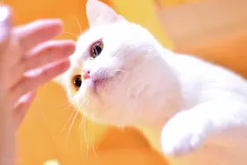 猫咪不会说话，它在用行动与你交流，它用行为语言告诉你答案图片