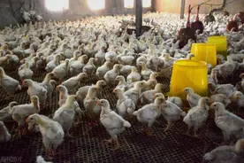 肉鸡价格牛气冲天，饲料价格再涨，库存居高不下，还能破5元吗？图片