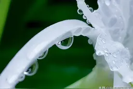蜘蛛百合花照片，手机拍摄的效果能超过单反相机吗？图片