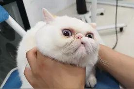 主人带猫咪来洗澡，这货一副不可置信的样子：你就这么对我？图片