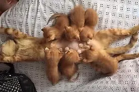 橘猫平躺着喂奶，瞧见它的喂奶方式后笑了：也太下饭了吧？图片