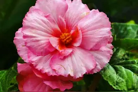 秋冬养上5种“耐阴花”，光照不足也开花，花朵鲜艳，形状奇特图片