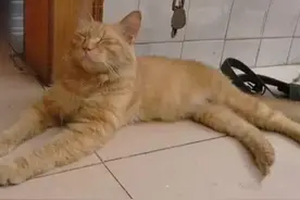 橘猫正在午休，莫名感到后背一阵凉意，醒来后像个戏精似的图片