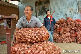 巴基斯坦开发高产大蒜品种图片