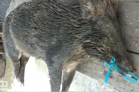 我在江西护农打猎，10支枪，180条猎狗，每年枪杀300头野猪图片
