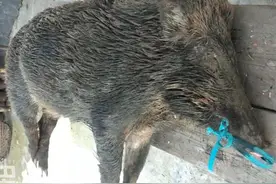 我在江西护农打猎，10支枪，180条猎狗，每年枪杀300头野猪图片