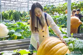 寿光蔬菜“黑科技” 巨型南瓜价值6800元 网络直播每天生长10余斤图片