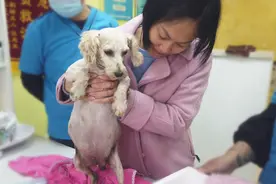 泰迪剖腹产崽，小奶狗却没有动静，幸亏兽医及时抢救活了下来图片