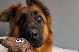 德牧：一只从小帅到大的狗狗，耳朵是很多人关注的点图片