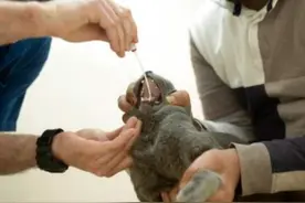 纽约州2只宠物猫新冠检测呈阳性 系全美首例宠物病例图片
