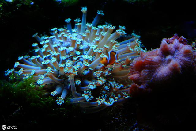 饲养珊瑚鱼缸需要注意CNP的比例吗？