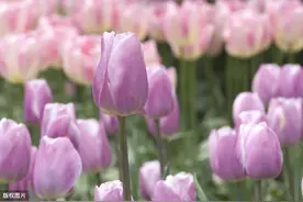 二年级下册《青蛙卖泥塘》生字笔顺及组词，附课后习题讲解图片