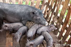 为什么现在的猪肉越来越难吃了，因为纯种中华土猪，已经濒临灭绝图片
