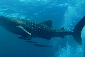 中国渔船在全球生物种类最丰富的群岛旁捕鱼 引发当地民众抗议图片