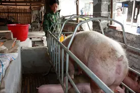 养猪技术丨泌乳母猪和哺乳仔猪的饲养管理（干货）图片