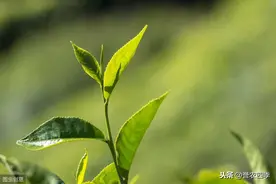 低产茶园改造及茶叶采摘技术﻿，注意这几个方面，做好幼苗管理图片