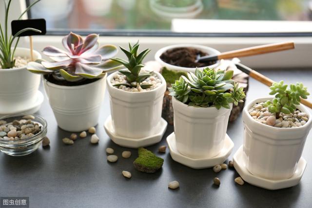 氨基酸复合肥，家庭植物肥料不常见，但是作用很大！