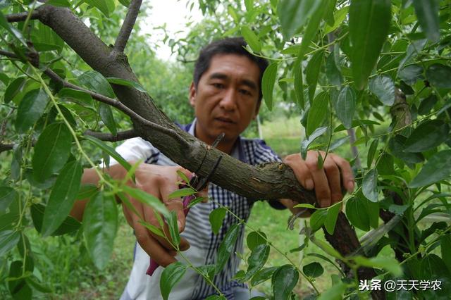 冬枣裂果，不止缺钙那么简单！土水肥管理、修剪、药剂防治不能少