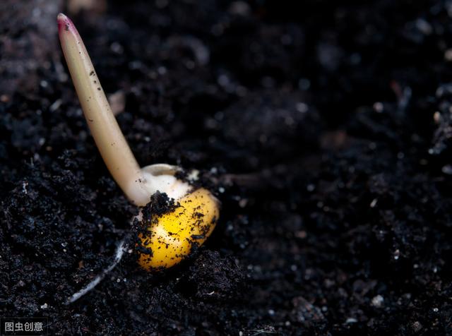 「必看」腐植酸、氨基酸、鱼蛋白、海藻素肥分别有什么作用？