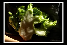 在南方我们觉得儿菜的特种蔬菜，对它得如何处理？怎么做出美味？图片
