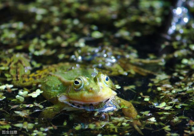 几种常见功能性饲料添加剂