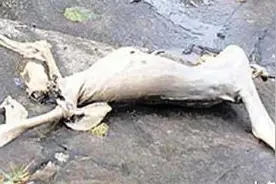 最奇怪的5大未知生物，第一种是真实发现，却不知道什么动物图片