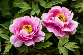 有福之人不用忙，这四个有福的人，才是真正的命好，你有吗？图片