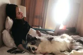 当主人睡着以后，狗狗会做的5件事，看看你家中几点图片