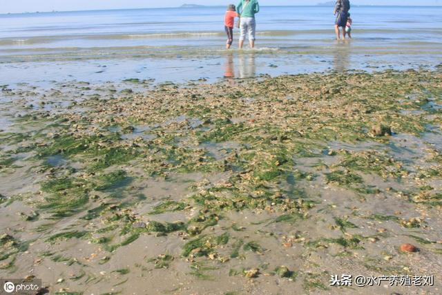 肥水会导致青苔爆发？大部分养殖户已中招