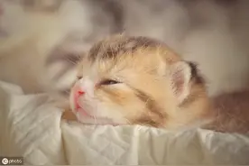 辟谣：幼猫呕吐腹泻精神沉郁多半是猫瘟？猫的急性胃肠炎了解一下图片