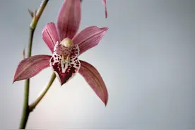 淘米水浇兰花，能冒花苞？建议别乱用图片