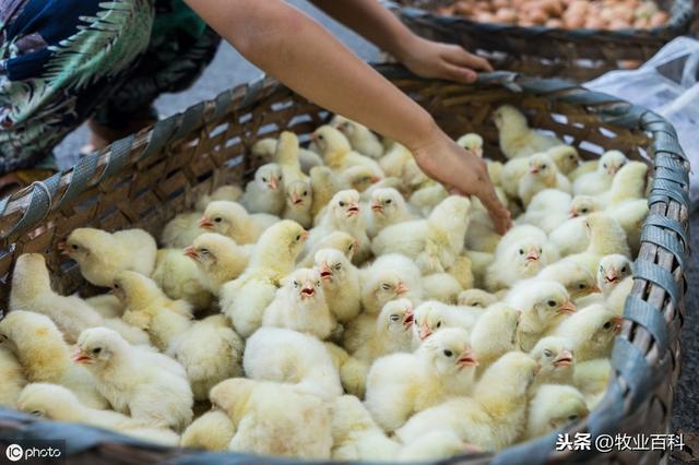 优质雏鸡培育关键技术分析