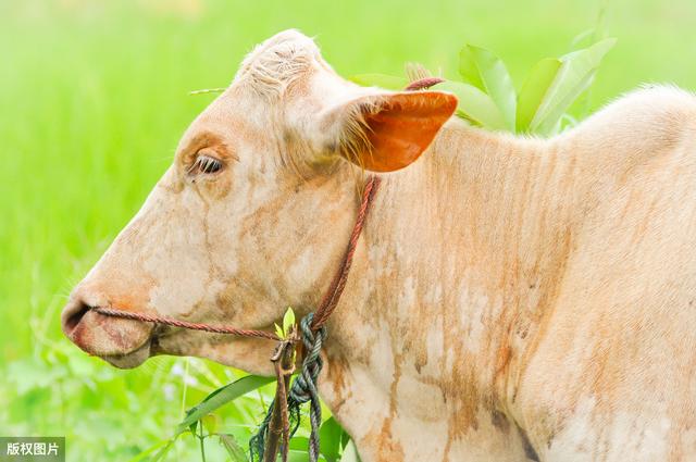 属牛人2020年每月运势详解,牛牛人5月中有一波大喜涌来,不管多忙先接