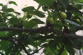 进入5月份，梨树赤星病爆发，有效防治，产量与质量双丰收图片