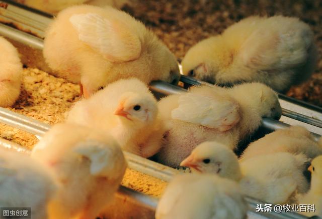 优质雏鸡培育关键技术分析